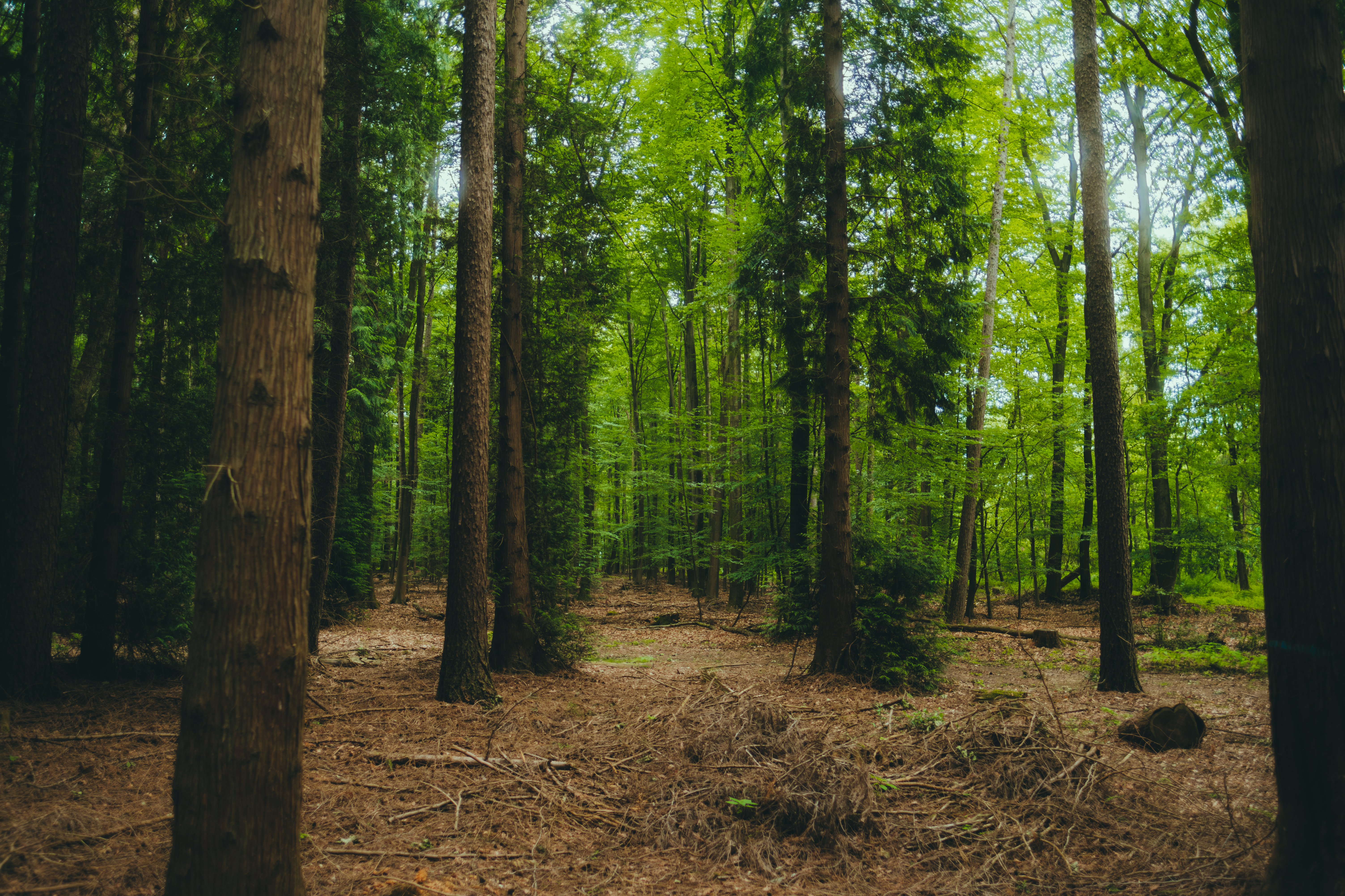 Wildfire prediction research project